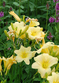 Hemerocallis 'Dustin'